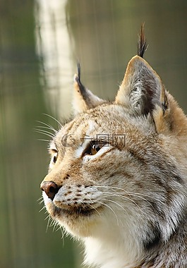 猞猁,動(dòng)物園羅斯托克,面對(duì)