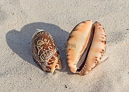 海貝殼,紀念品,海灘
