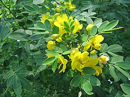 鮮花,黃色,灌木