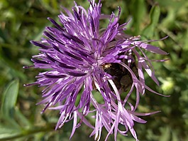 knapweed,开花,个别