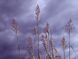 草,高大,花序