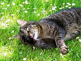 猫,虎斑小猫,洗