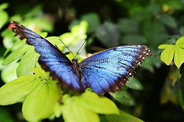 蝴蝶,昆蟲(chóng),鮮花