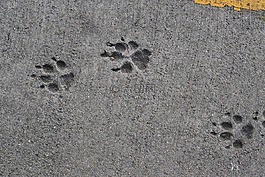 路面,狗跟蹤,狗
