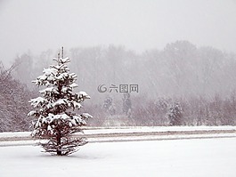 樹,雪,針葉