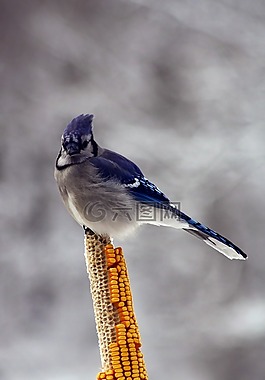 鳥,藍(lán)鳥,玉米