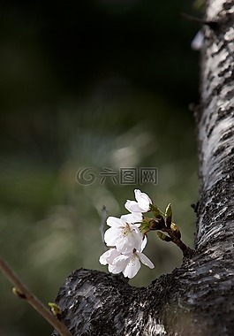 木材,春天,鮮花