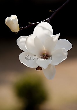 春天的花朵,鮮花,玉蘭