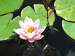 睡蓮,開(kāi)花,紫