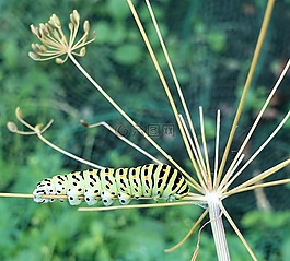 性質(zhì),卡特彼勒,花園