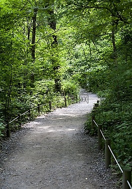 森林,林道,大自然