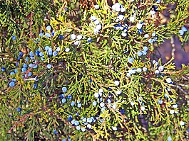 juniper,浆果,蓝色