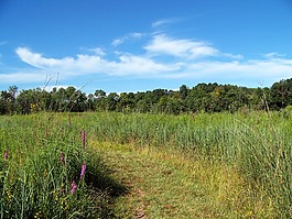 原野,雜草,樹(shù)