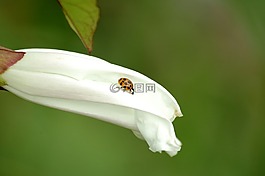 瓢蟲(chóng),開(kāi)花,自然