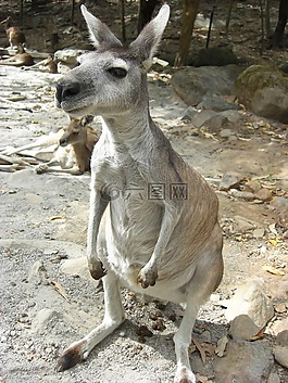 袋鼠,動物園,澳大利亞