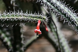 仙人掌,植物,植物学