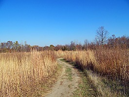 路徑,原野,秋
