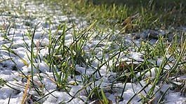 雪中的草,灑的雪,雪