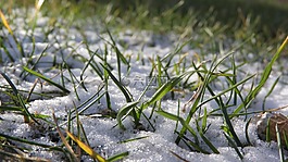 雪中的草,灑的雪,雪