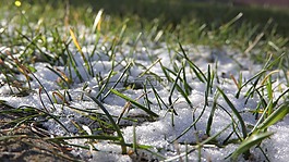雪中的草,灑的雪,雪
