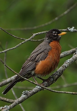知更鳥,鳥,北