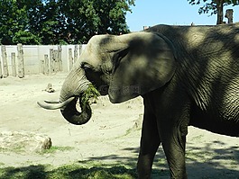 象,動物園,動物