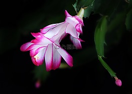 rhipsalis,schlummbergera,圣誕仙人掌