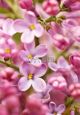盛開,開花,植物區(qū)系