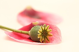 罌粟,花瓣,花