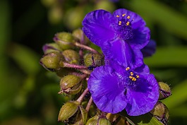 花,藍色,開花
