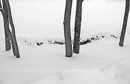 河,溪,樹