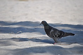 鴿子,鳥,沙