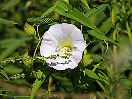 花,花的,植物