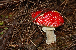鵝膏菌,蘑菇,森林
