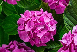 繡球,八仙花,開(kāi)花