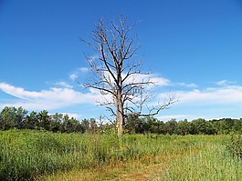 死亡,樹,原野