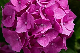 繡球,八仙花,開(kāi)花