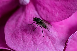 飛,八仙花,花瓣