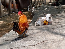 年輕,山羊,家養(yǎng)