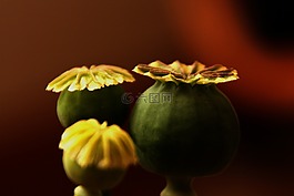 罂粟,春,植物区系