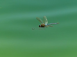 蜻蜓,昆蟲,翼