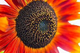 太陽花,向日葵,開花