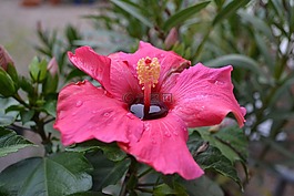 芙蓉,鮮花,粉紅色