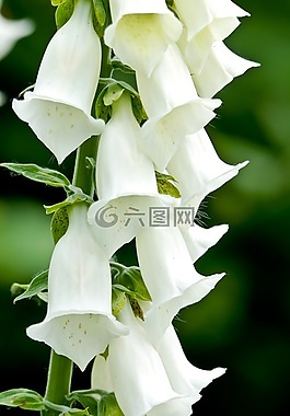 野花,森林,自然