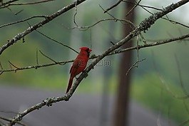 紅衣主教,鳥,北