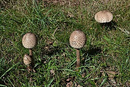 蘑菇,夏季,性質(zhì)