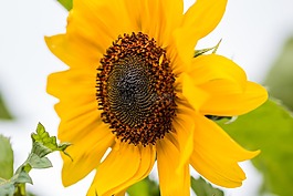 太陽花,向日葵,開花