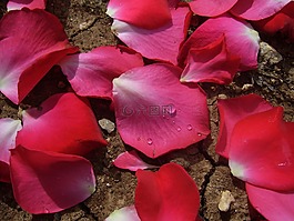玫瑰,花瓣,花的