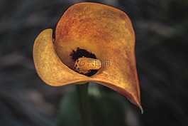 馬蹄蓮,卡拉,開花