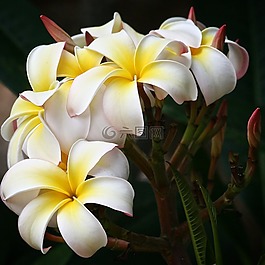 姜黃色百合花,鮮花,白